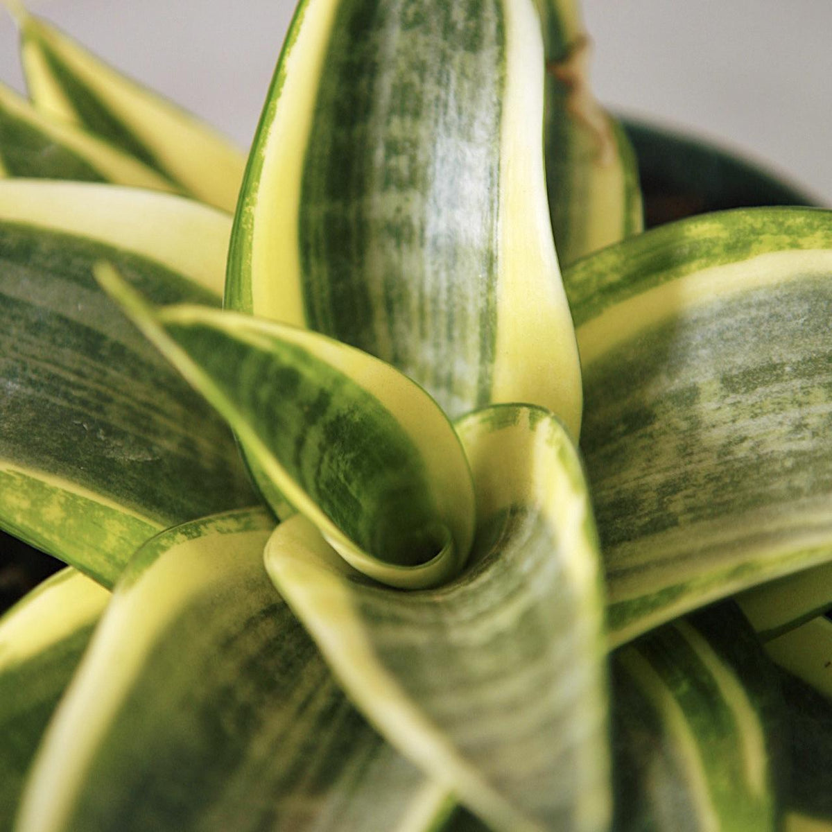 sansevieria trifasciata golden hahnii snake plant Snake Plant Golden Hahnii 6"