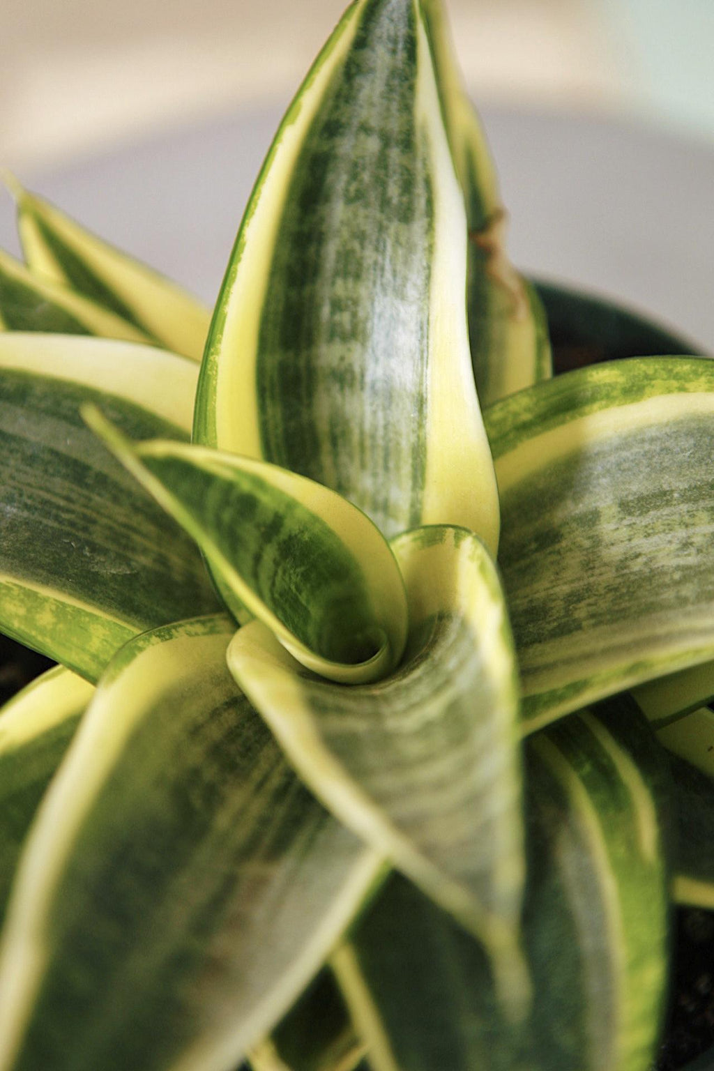 hahnii snake plant Snake Plant Golden Hahnii 6"