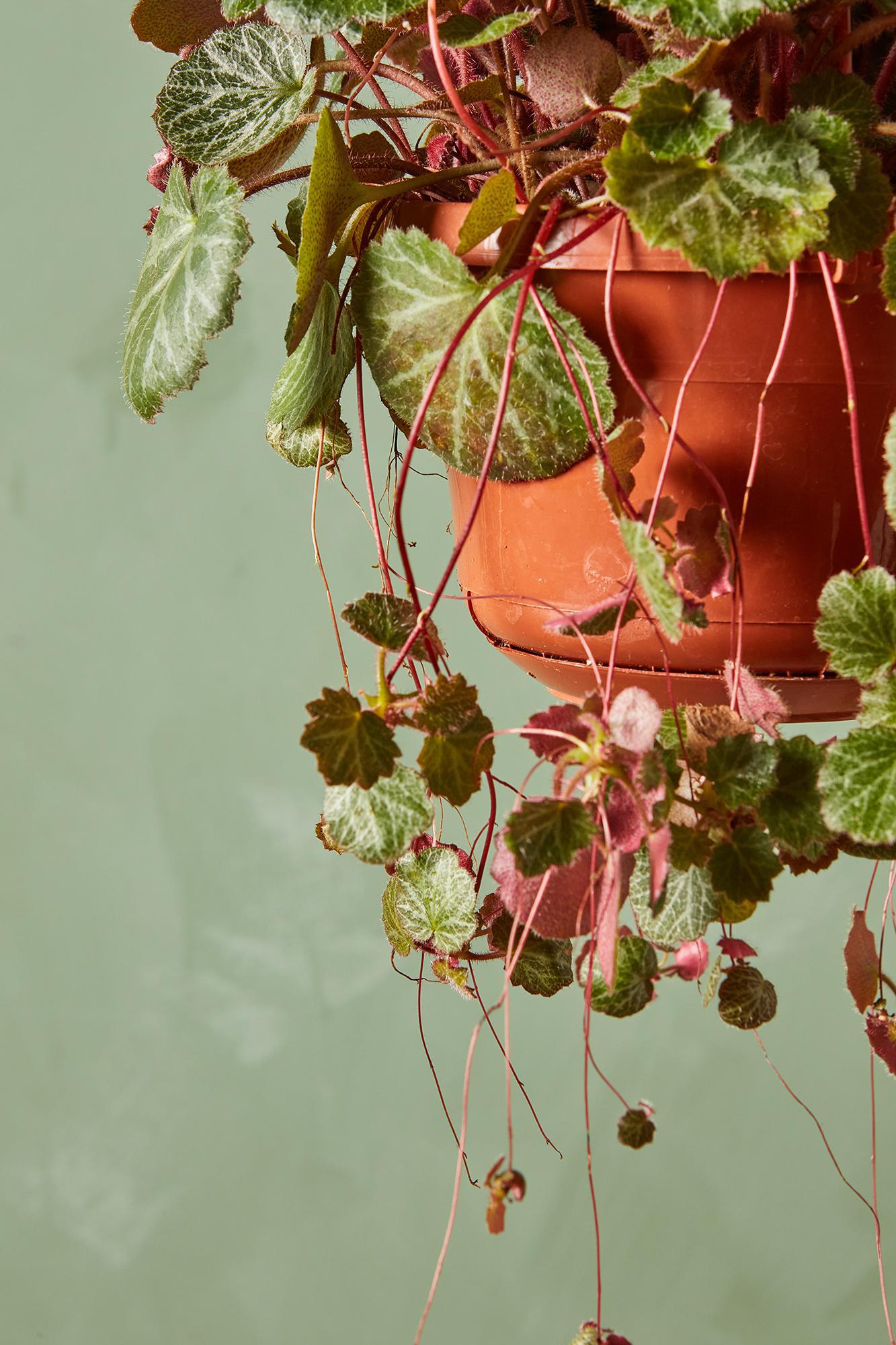 Strawberry Begonia