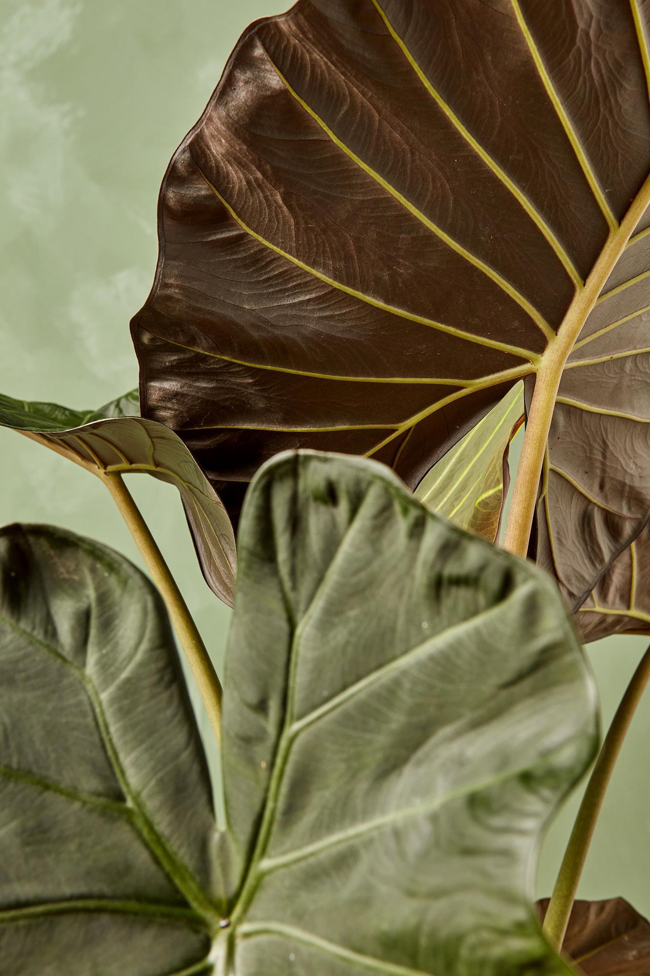 Alocasia 'Regal Shields'
