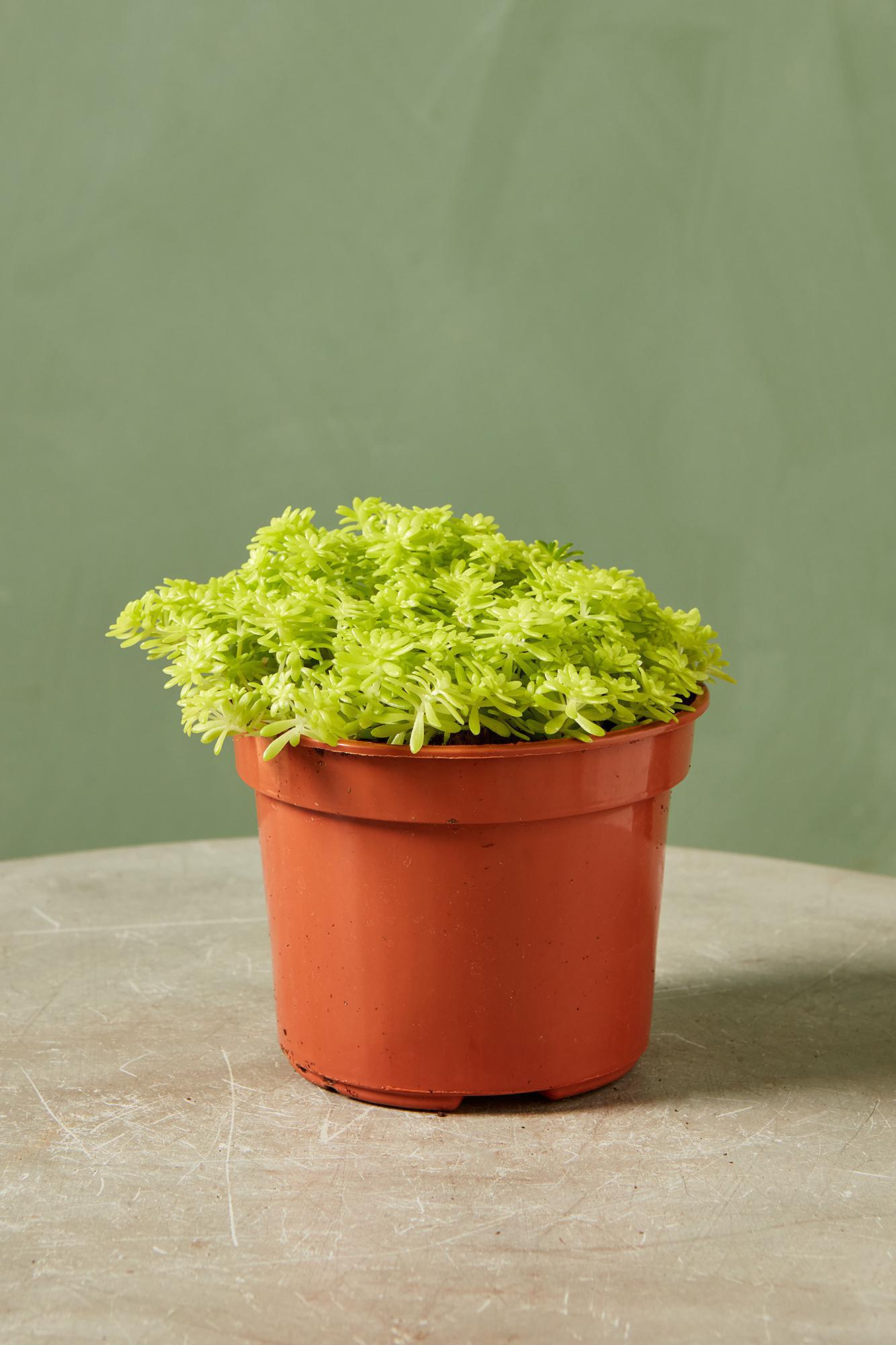 Sedum 'Fine Gold Leaf'