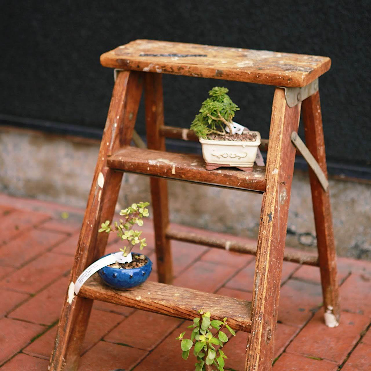 Bonsai