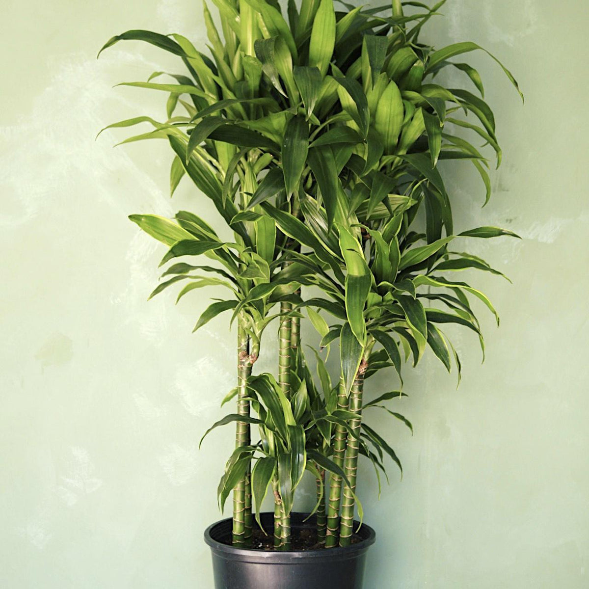 dracaena xxl Dracaena 'Art'