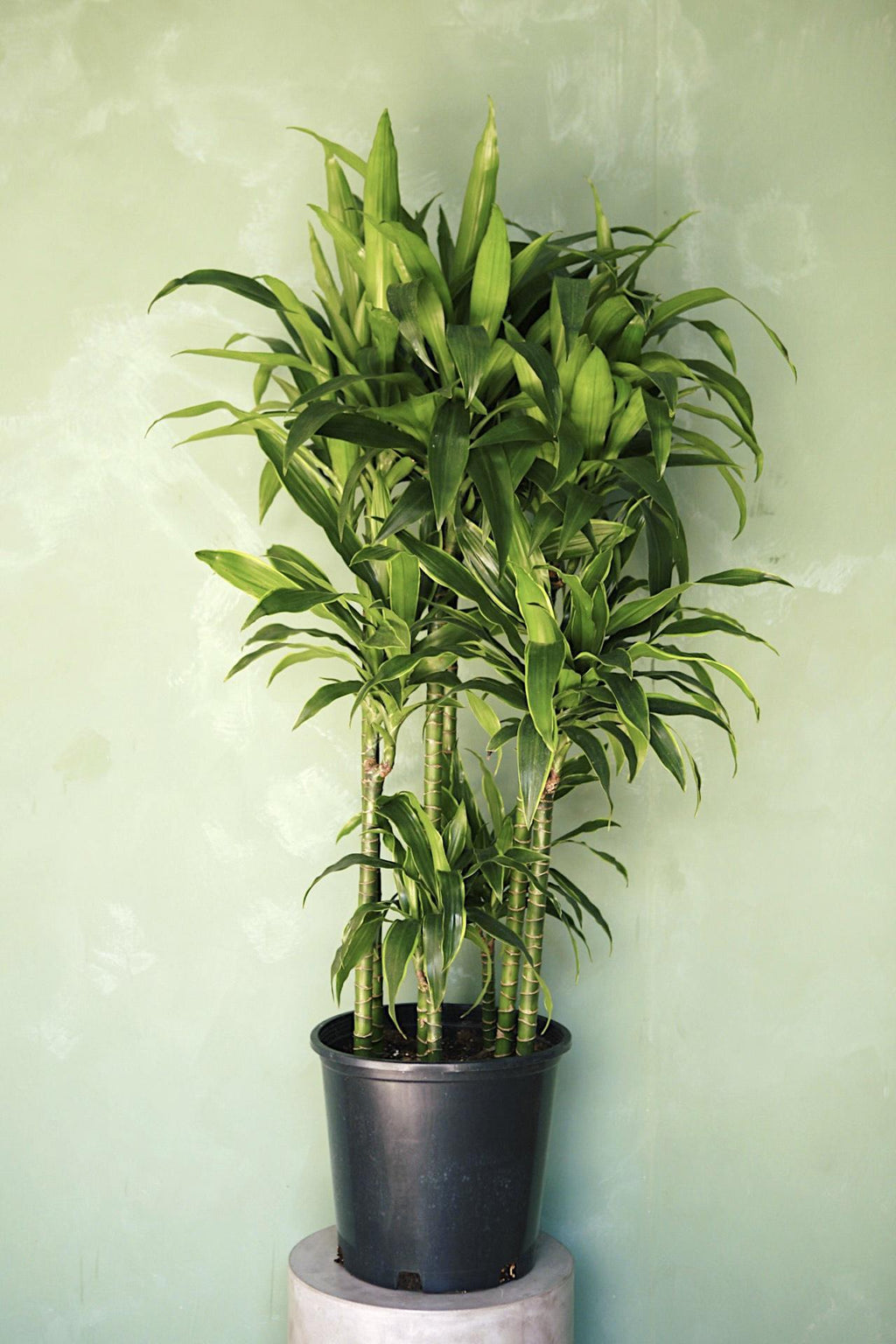 dracena band Dracaena 'Magenta' main image 1