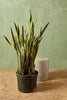 Snake Plant 'Lauren'
