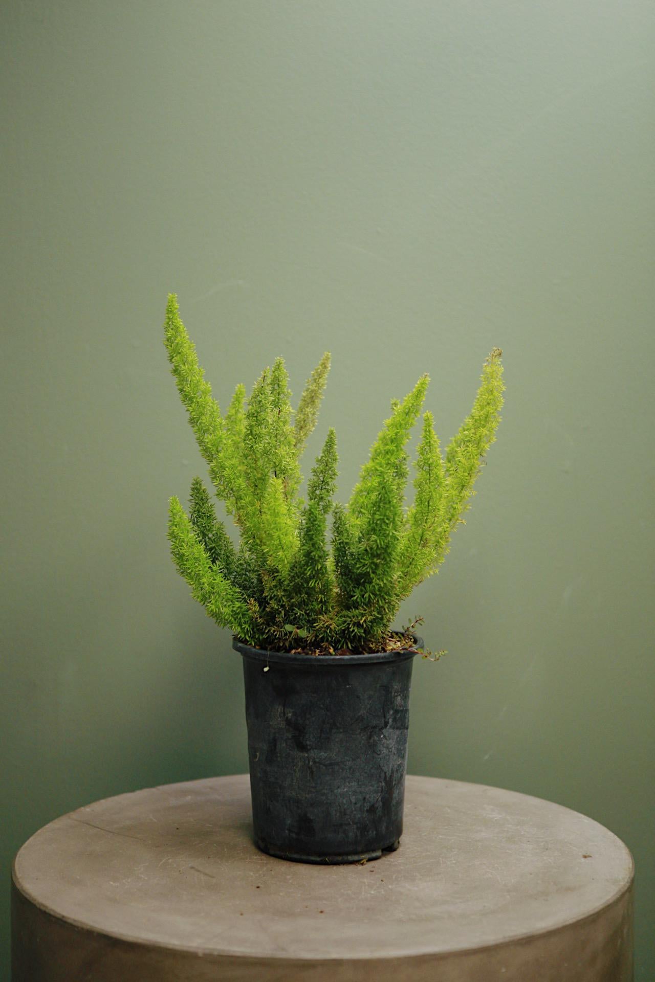 Foxtail Fern