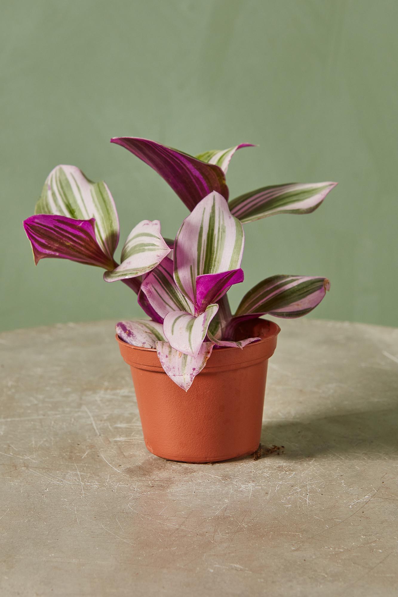 Tradescantia 'Nanouk'