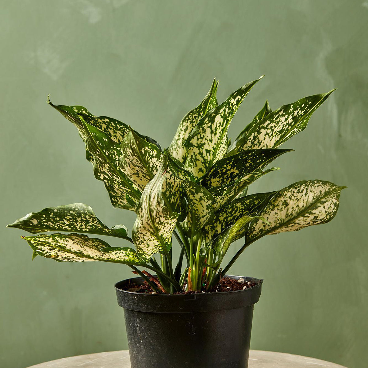 aglaonema snow cap Aglaonema 'Spring Snow'