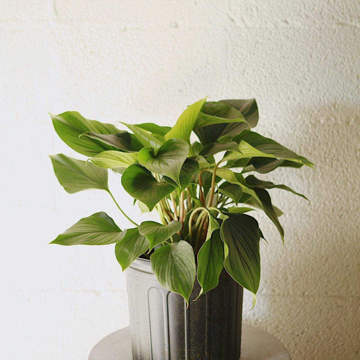 Homalomena Emerald Gem