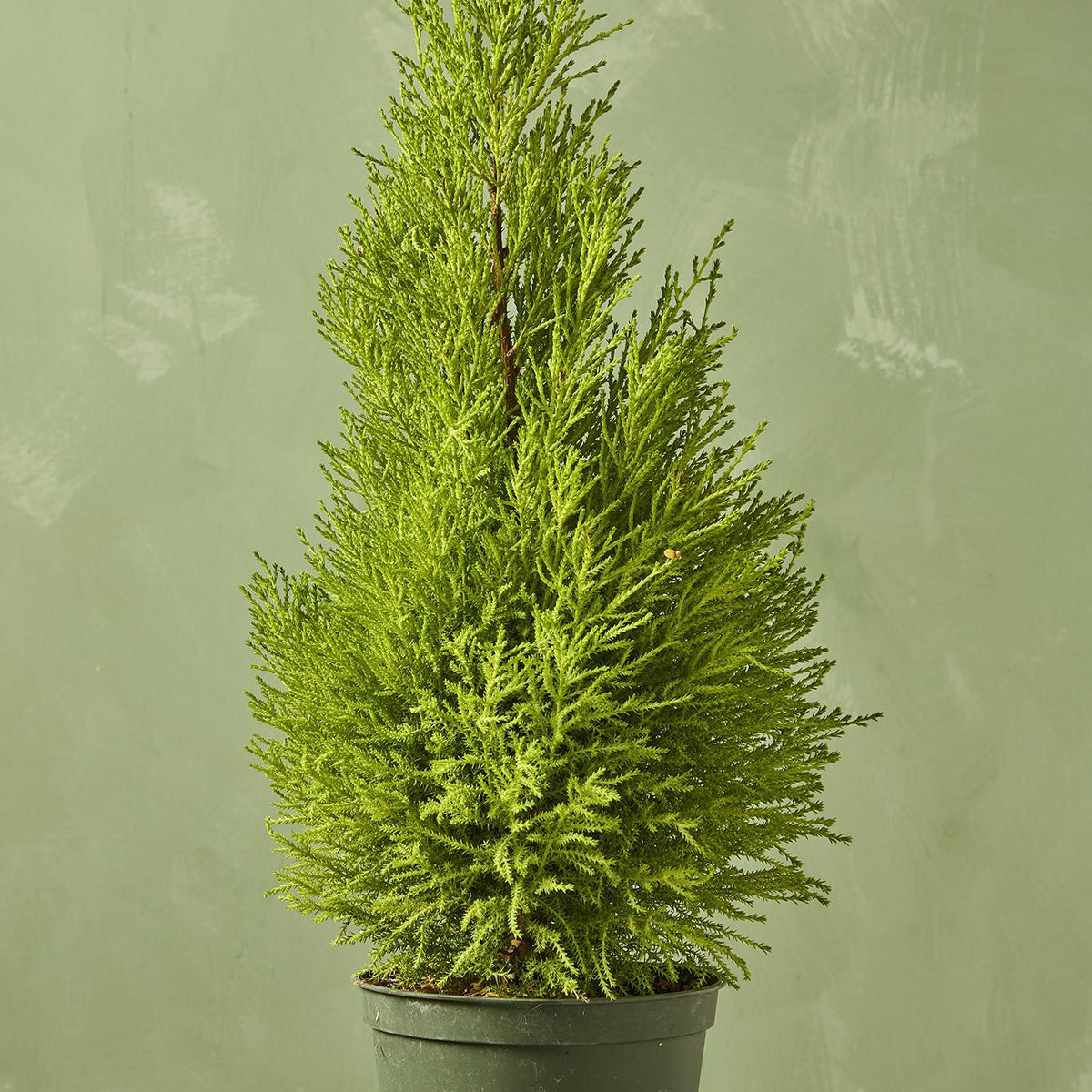 Lemon Cypress