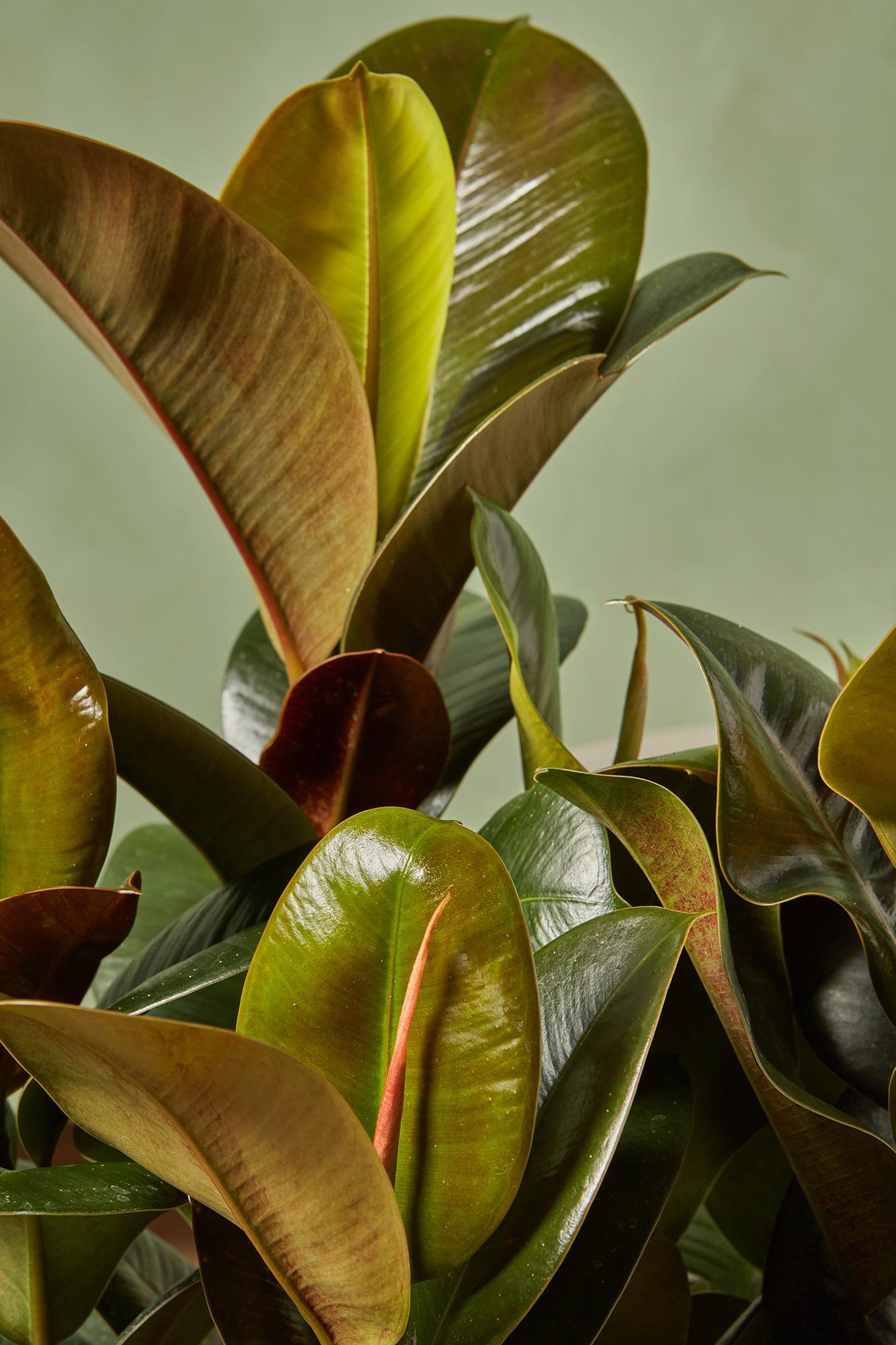 Rubber Plant 'Sofia'