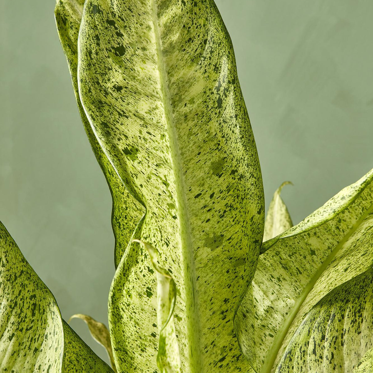 Dieffenbachia 'Camouflage' 10"