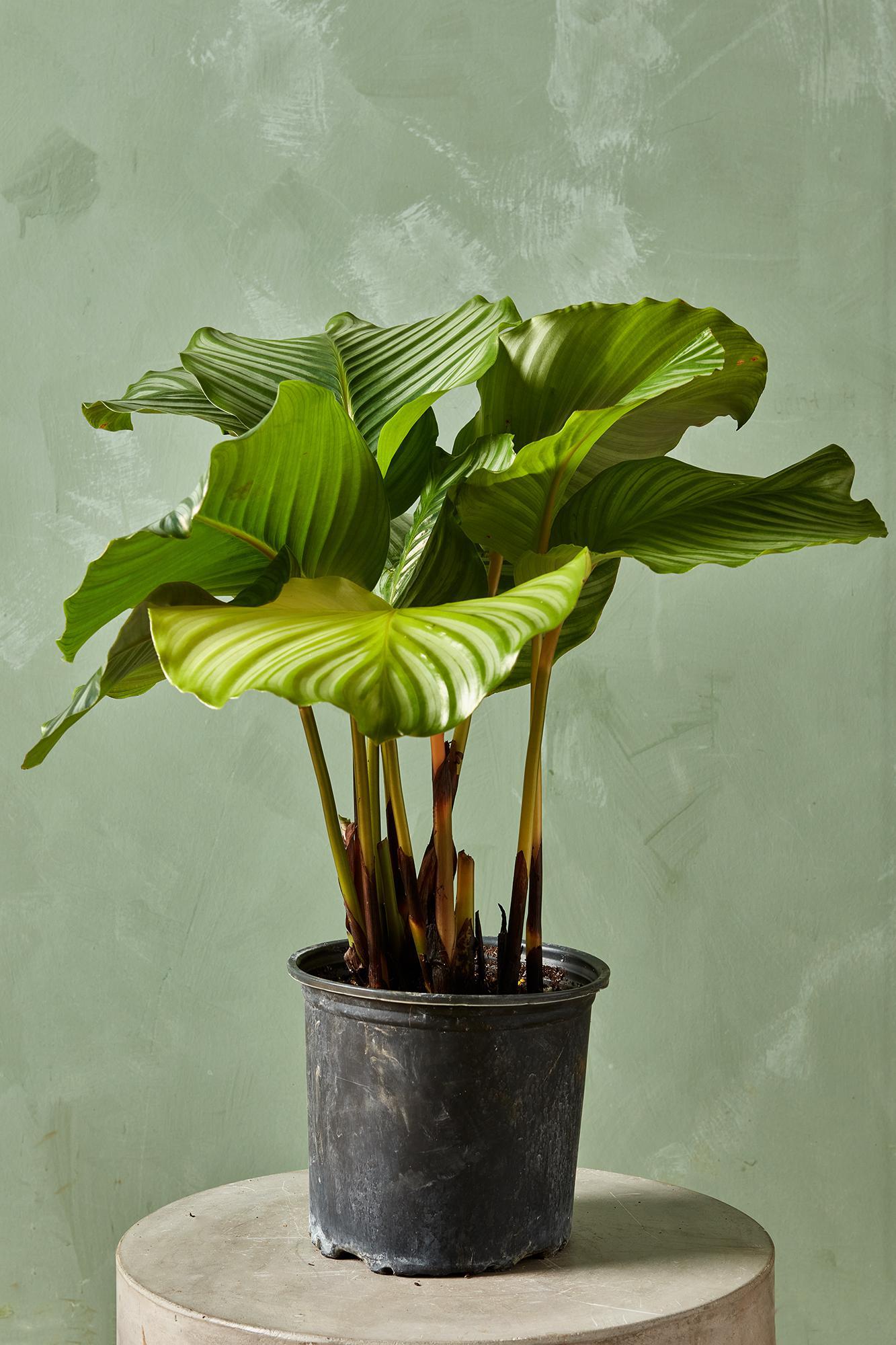 Calathea Orbifolia