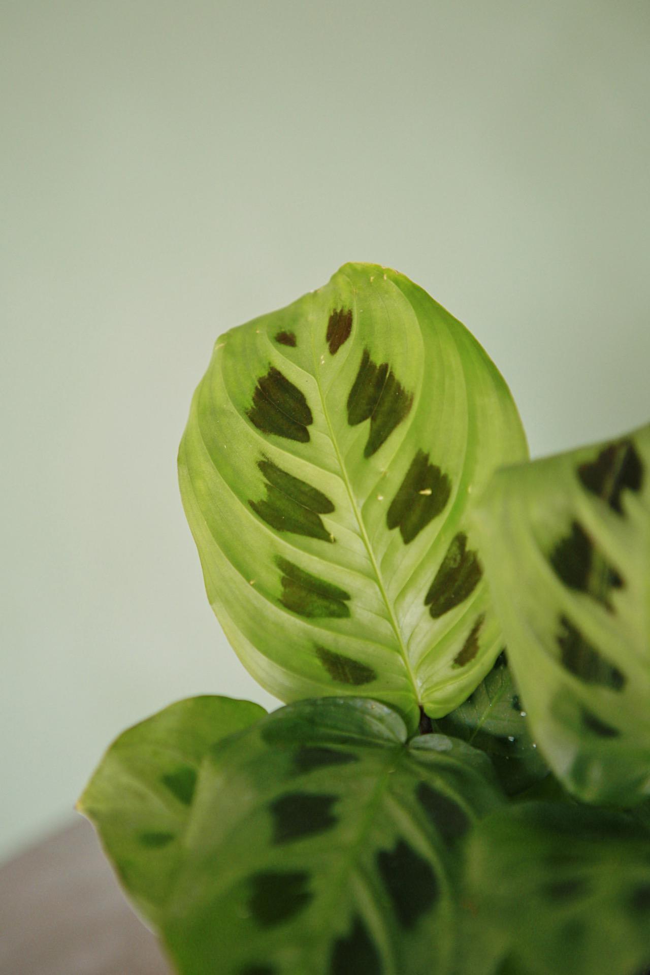 Green Maranta