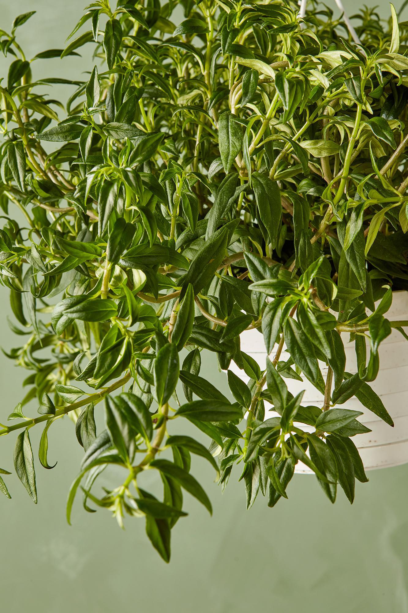 Flying Goldfish Plant