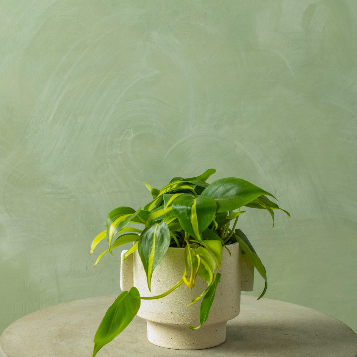 repotting philodendron brasil Potted 4.5" Philodendron 'Brasil'