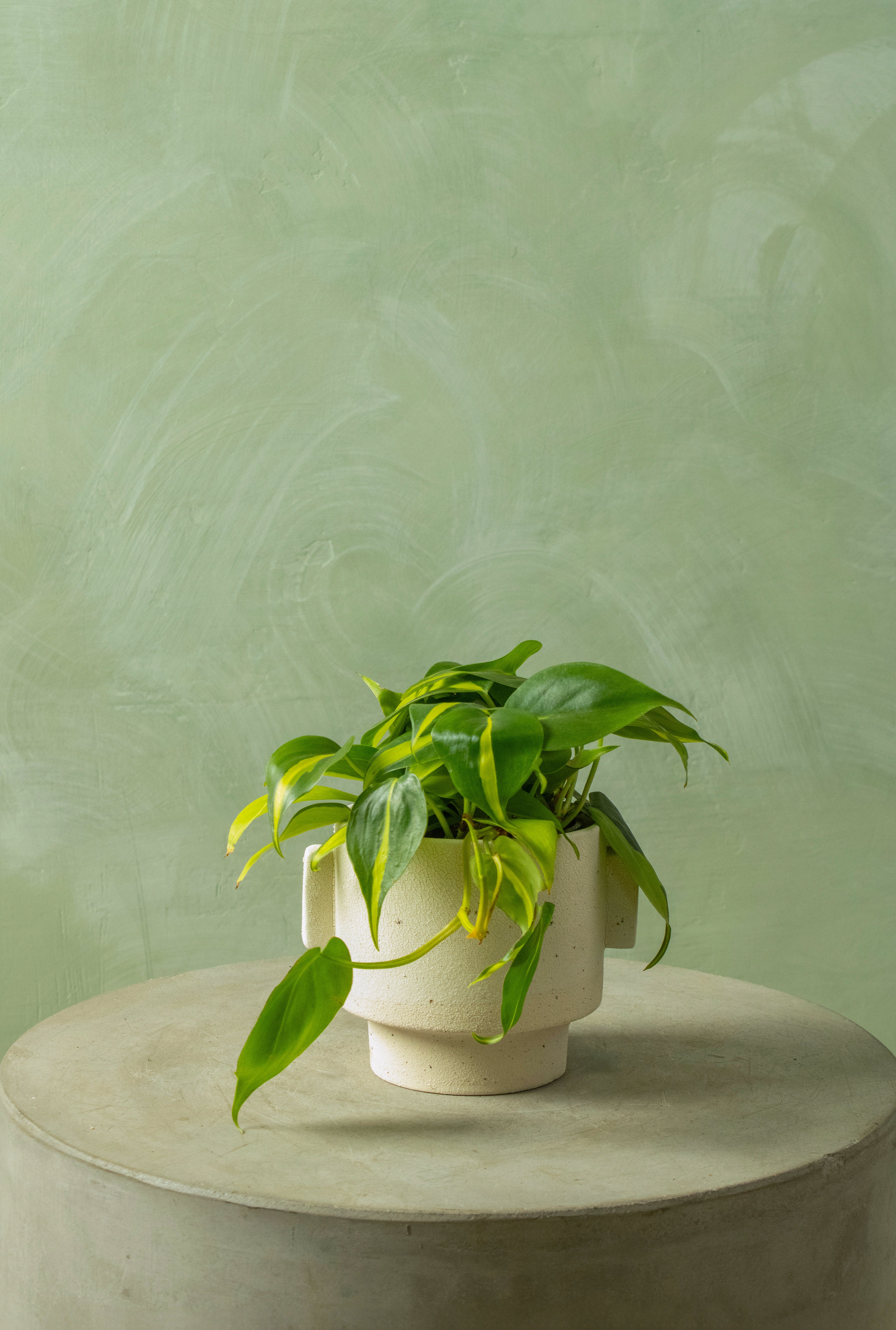 Potted 4.5" Philodendron 'Brasil'