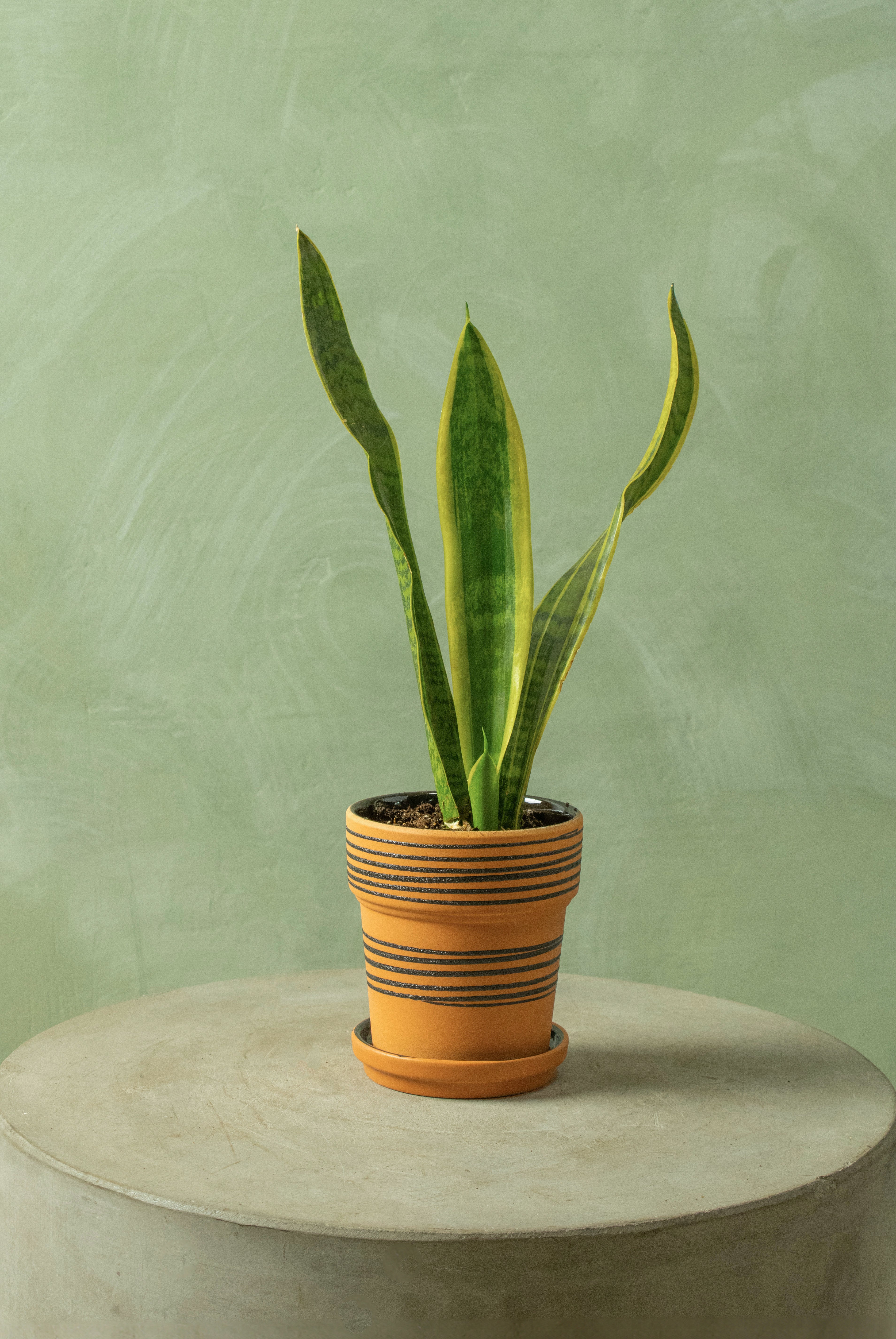 Potted 4" Snake 'Laurentii'