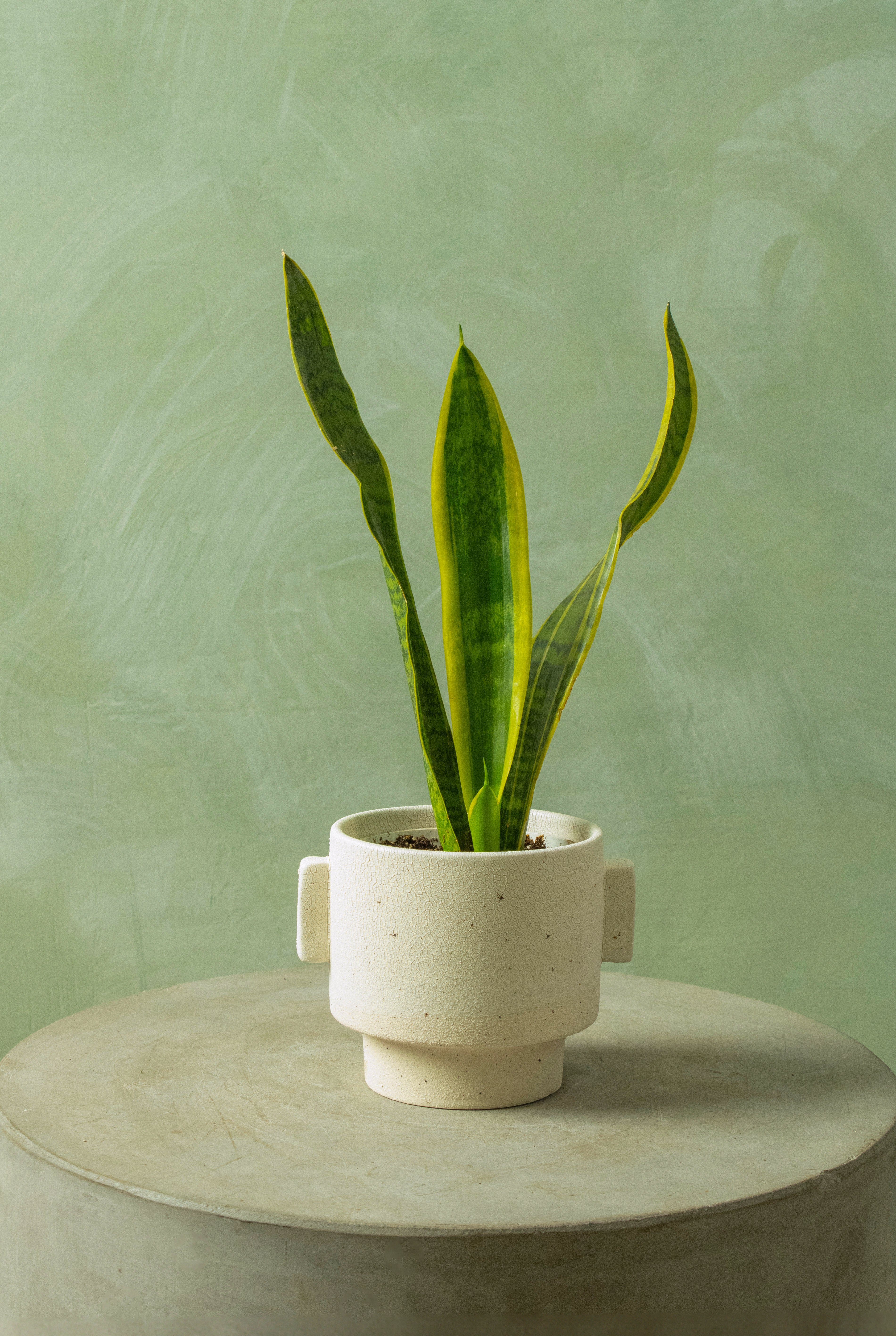 Potted 4.5" Snake 'Laurentii'