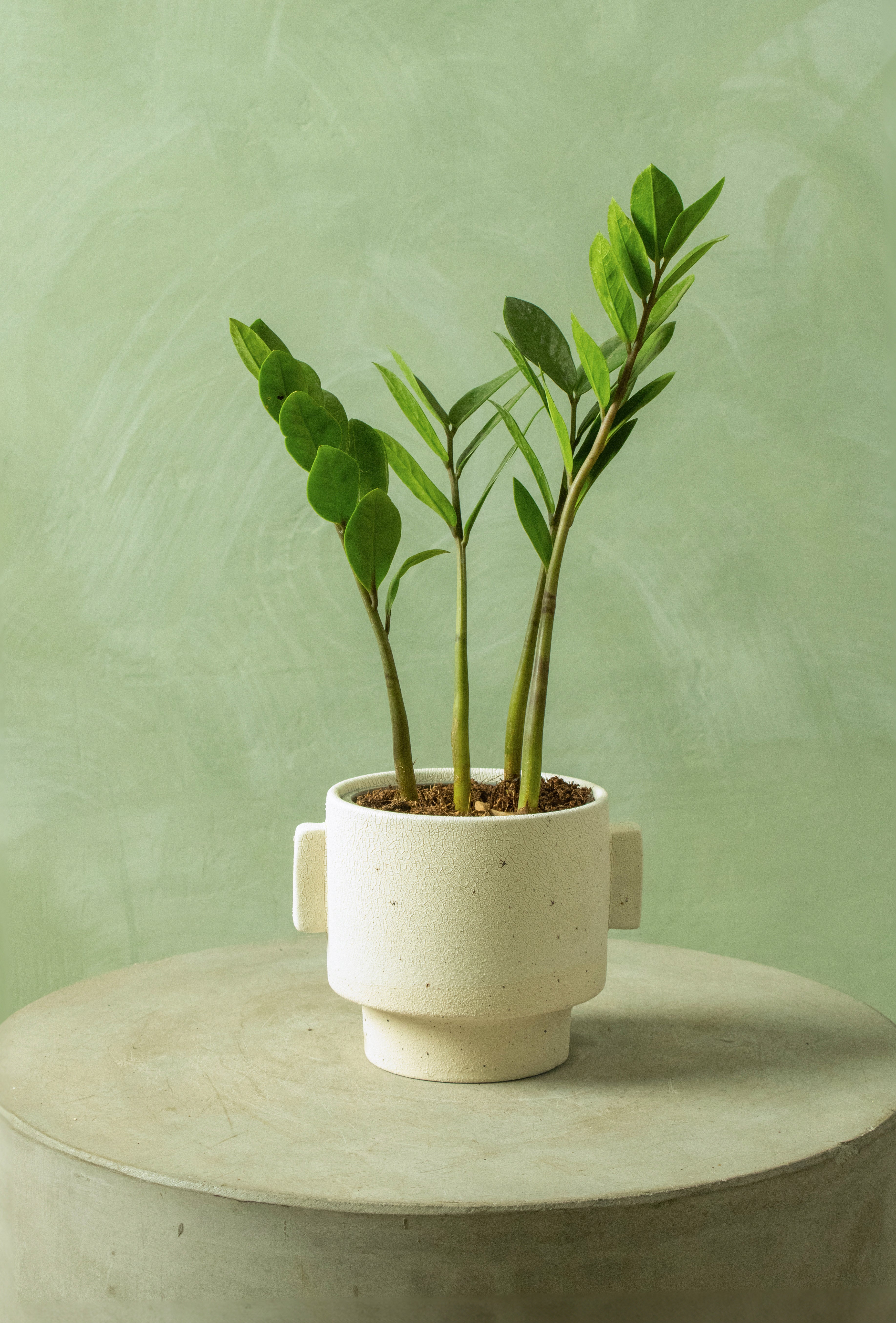 Potted 4.5" ZZ Plant