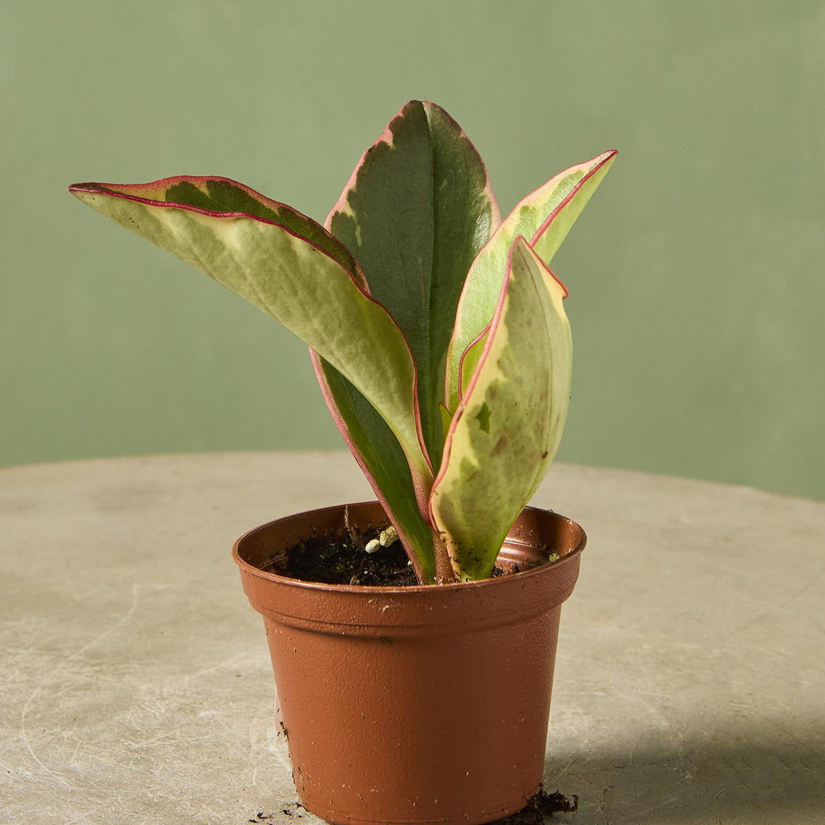 Peperomia 'Ginny'