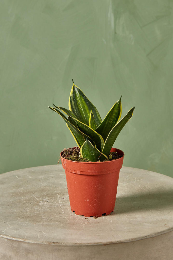Snake Plant 'Stars & Stripes'