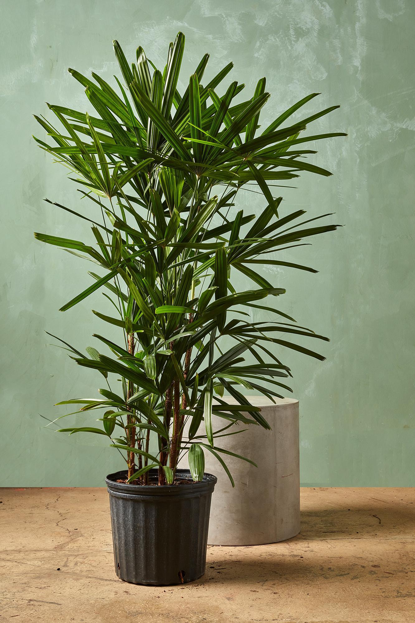 Lady Palm