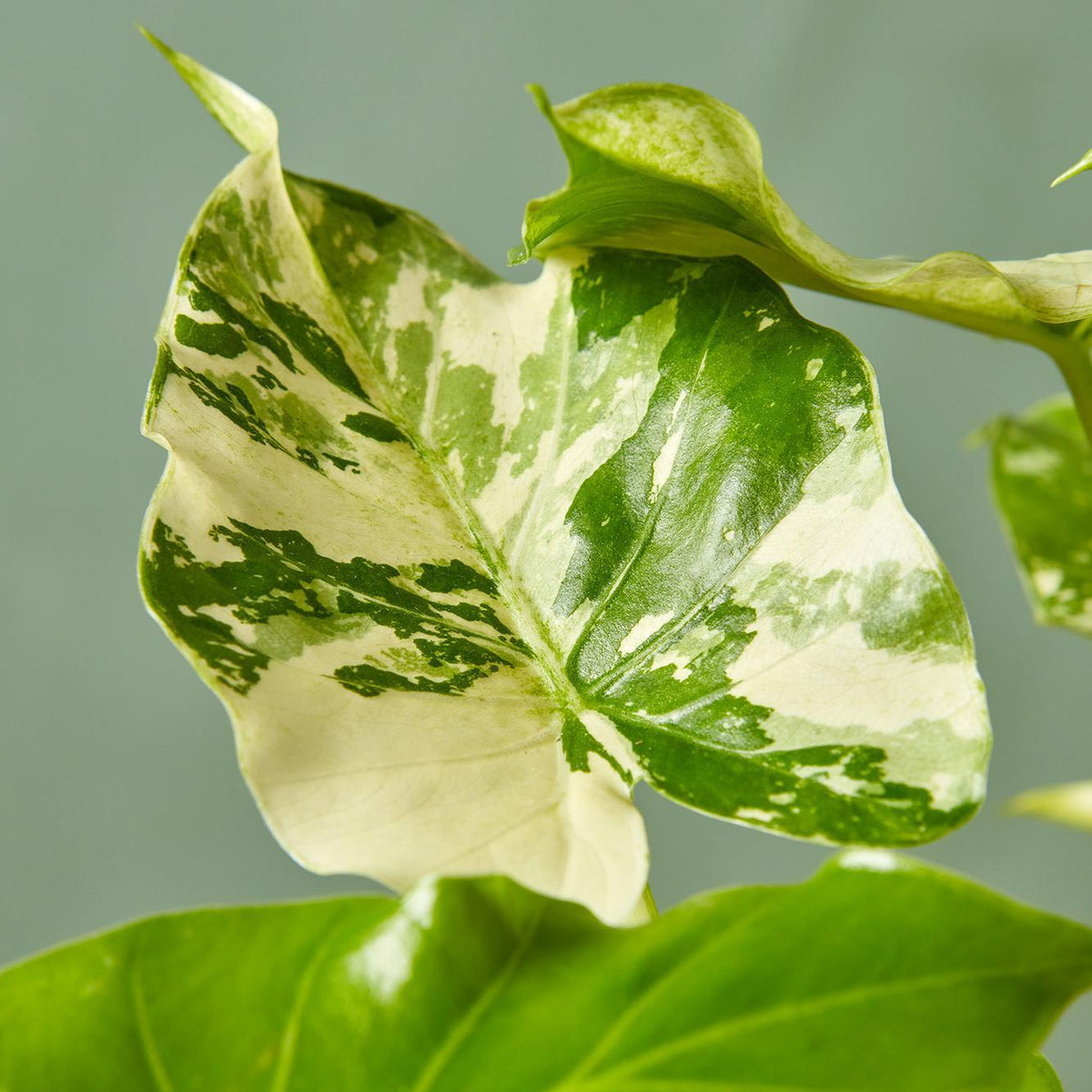 alocasia gageana variegata Variegated Alocasia gageana