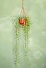 String of Fishhooks