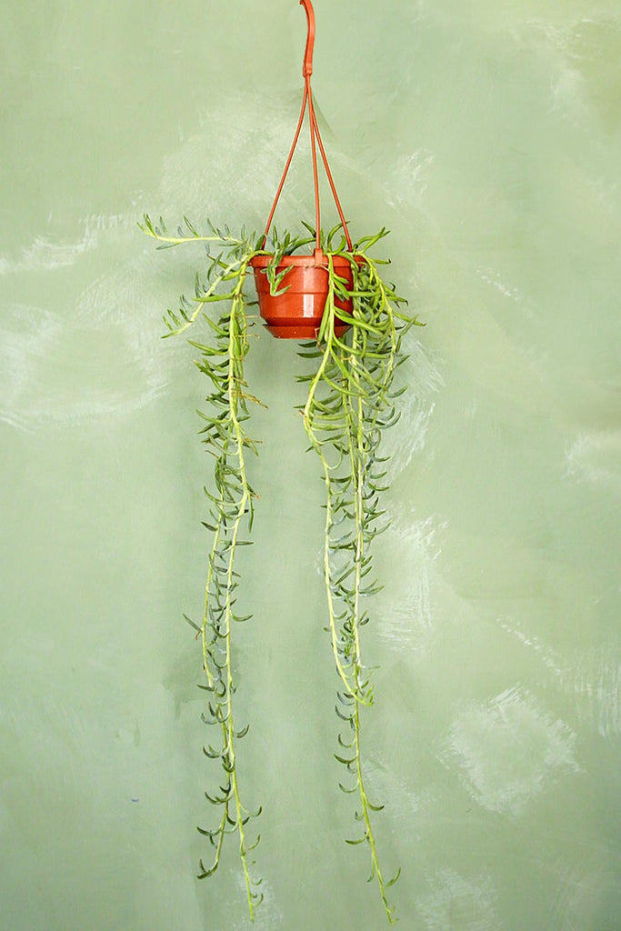 String of Fishhooks