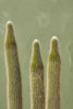 Old Man Cactus