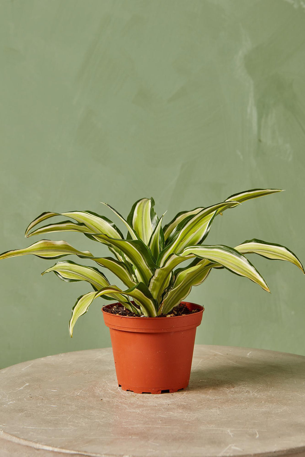 dracaena malaika dragon Dracaena 'Malaika' 6"