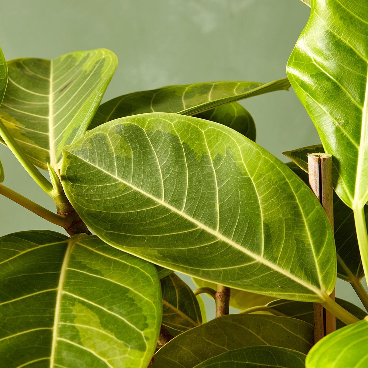 ficus altissima flower Ficus altissima 14"
