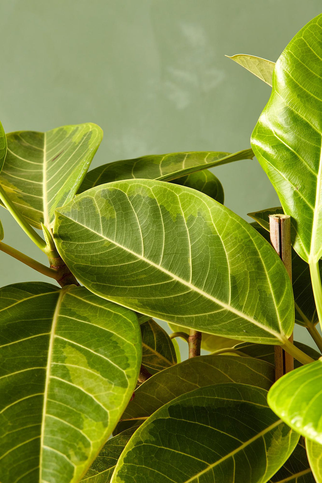 ficus altissima light Ficus altissima 14"