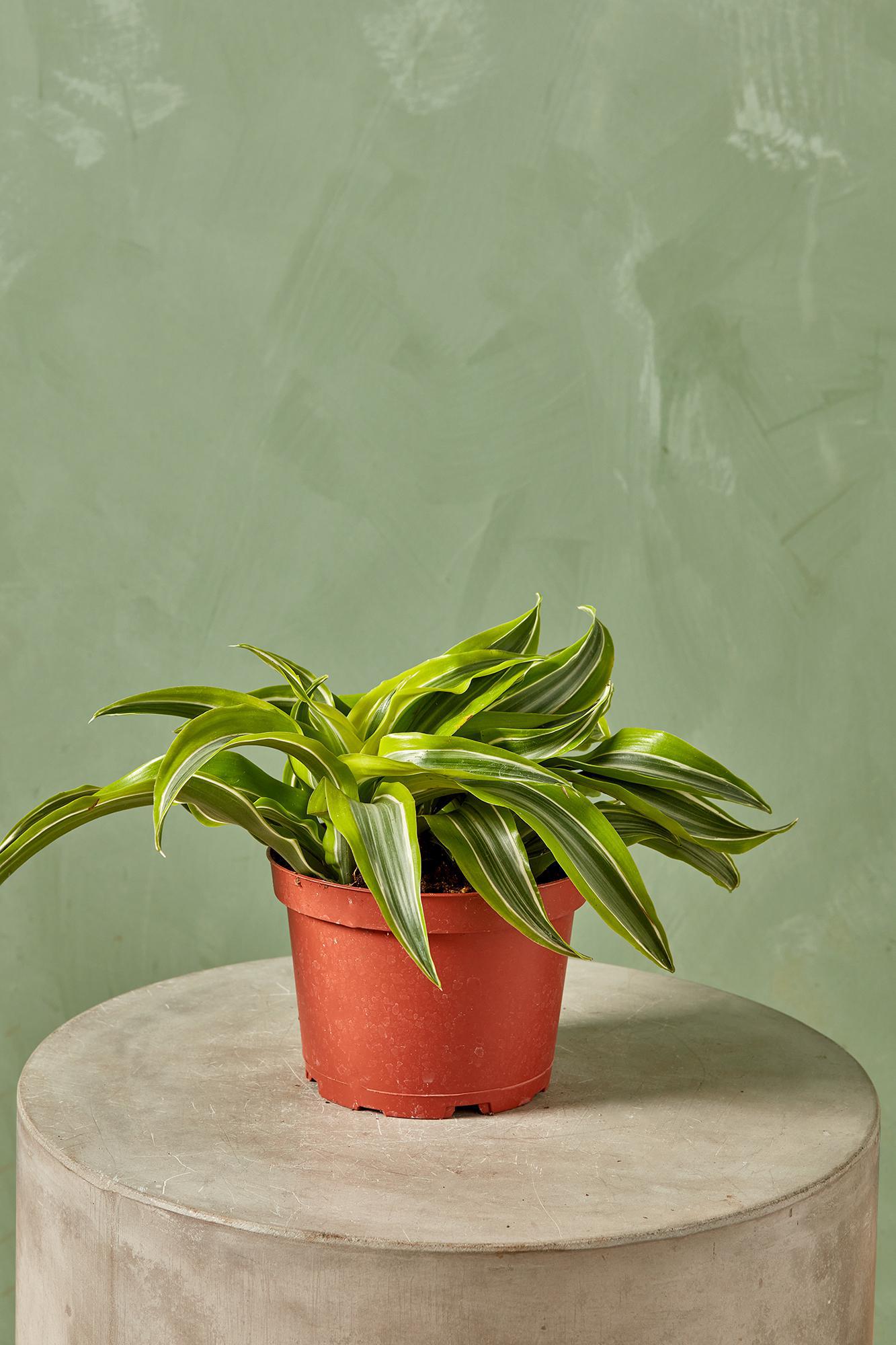 Dracaena 'Lemon Surprise'