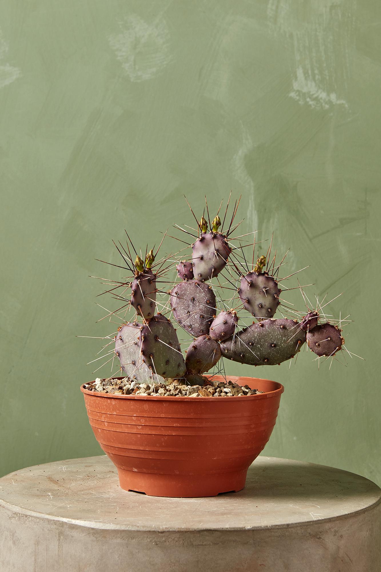 Purple Opuntia