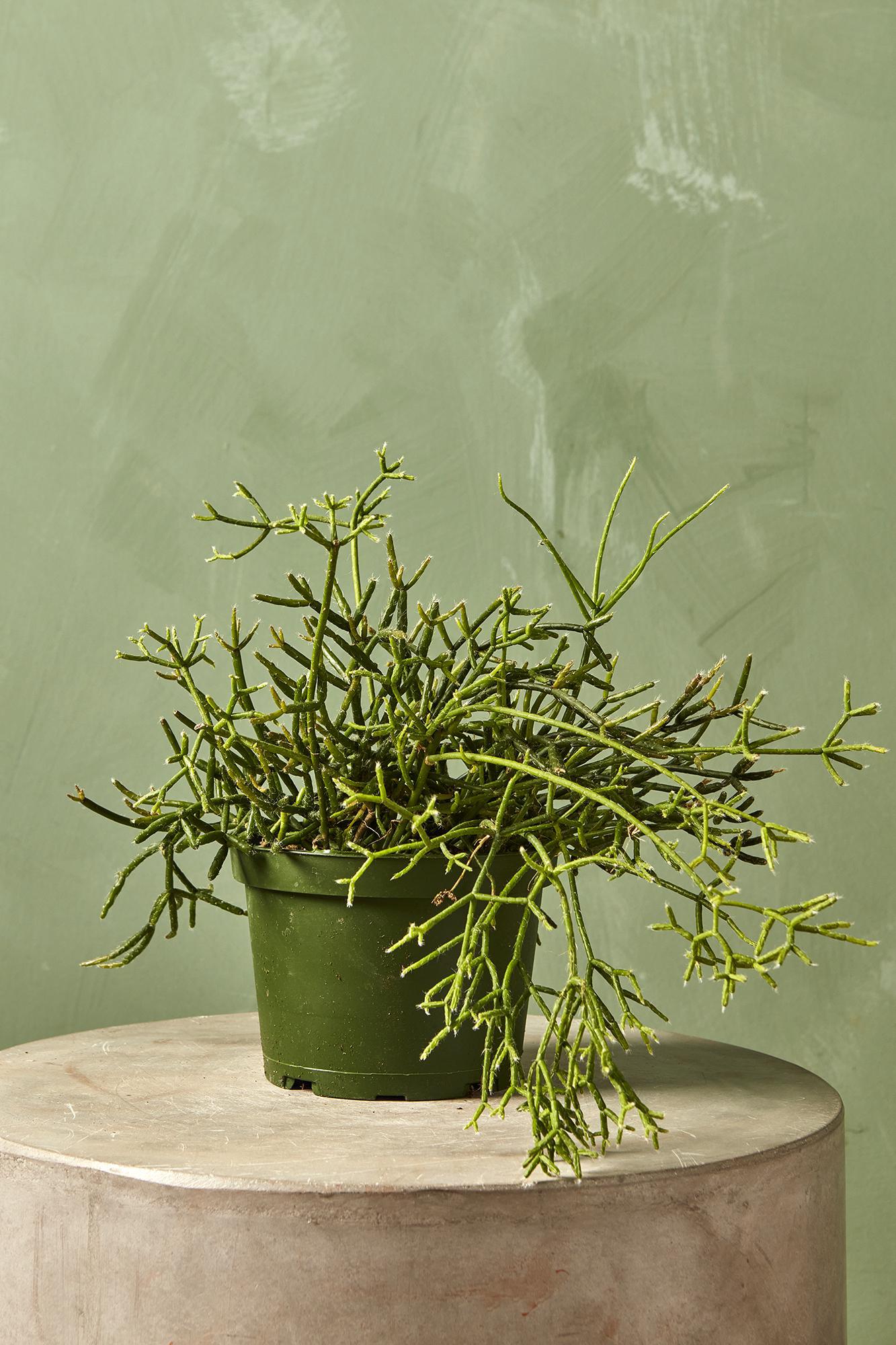 Rhipsalis Asst.