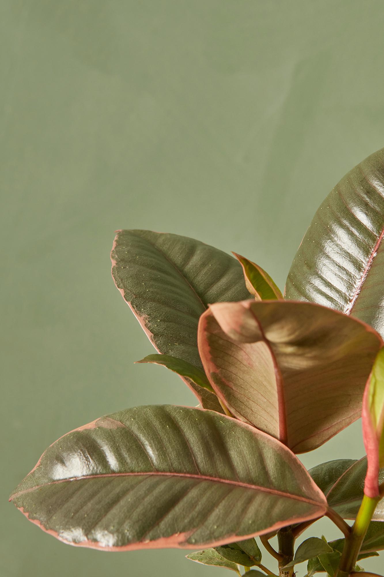 Ruby Red Rubber Plant