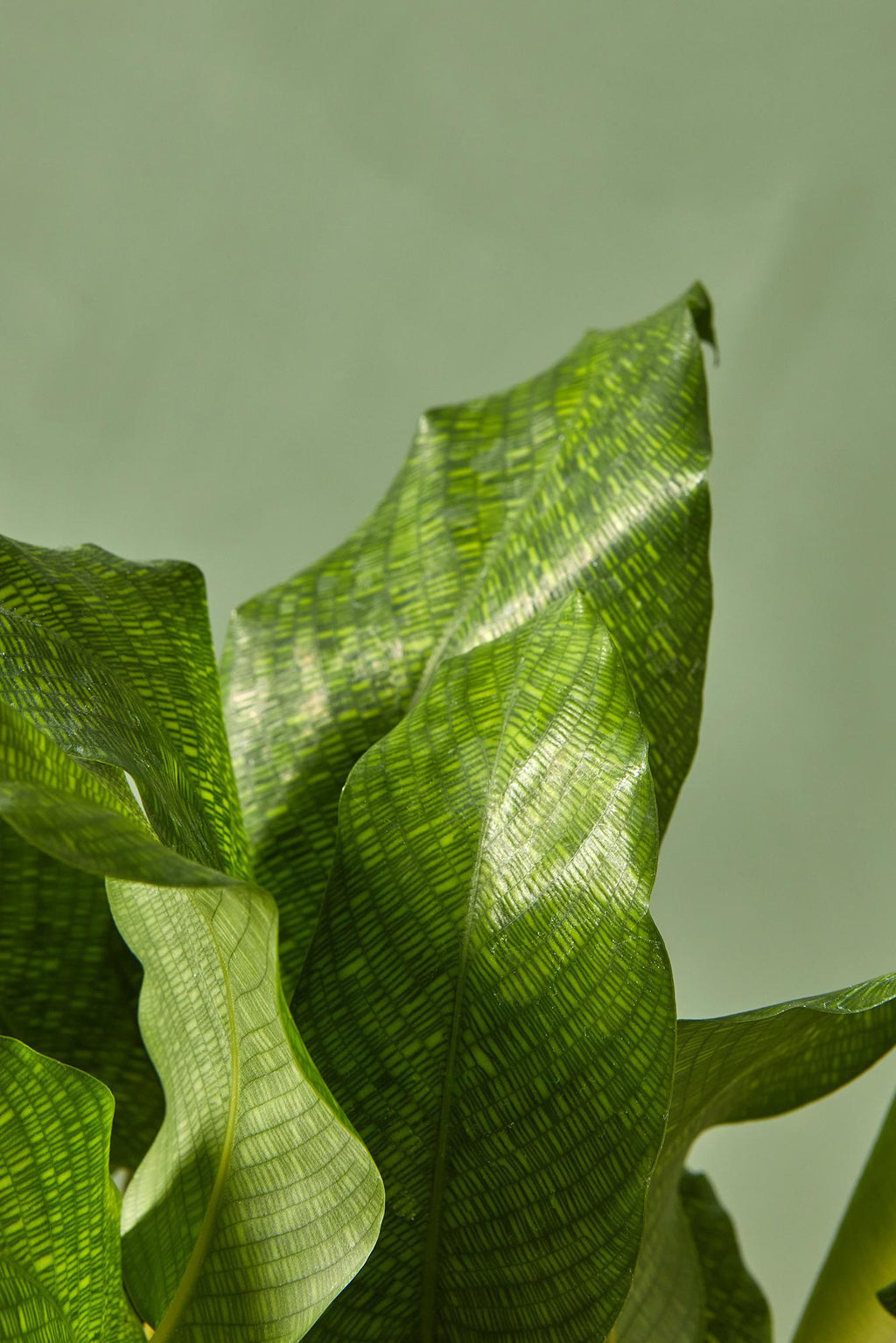 calathea bella network Calathea 'Network'
