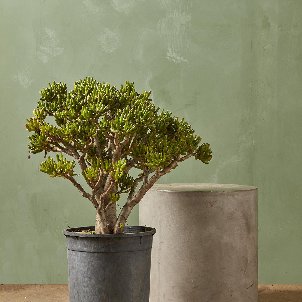 gollum jade plant care Jade Plant 'Gollum'