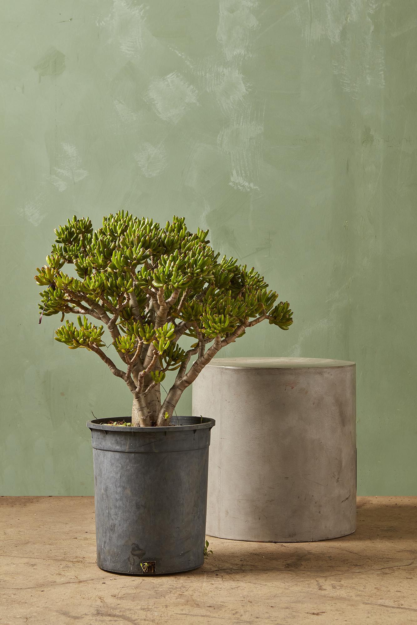 Gollum Jade