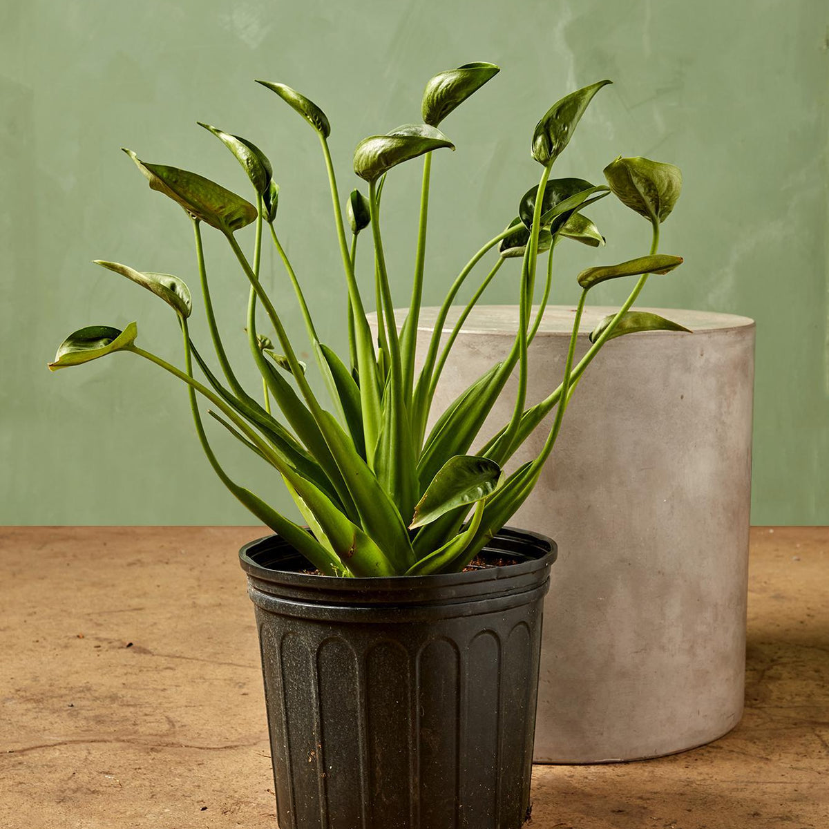 tiny dancers elephant ear plant height Alocasia 'Tiny Dancer'