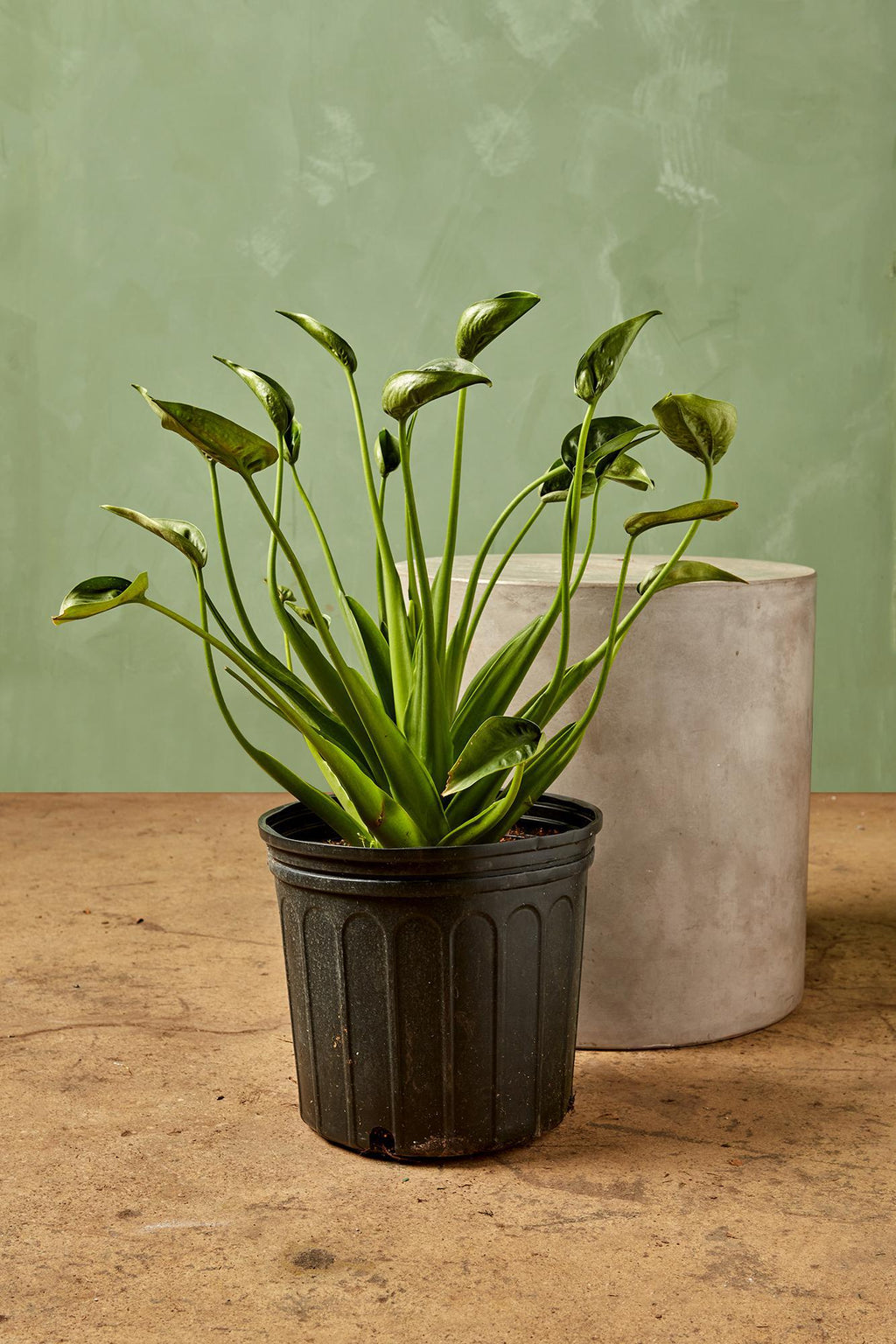 tiny dancers elephant ear plant care Alocasia 'Tiny Dancer'