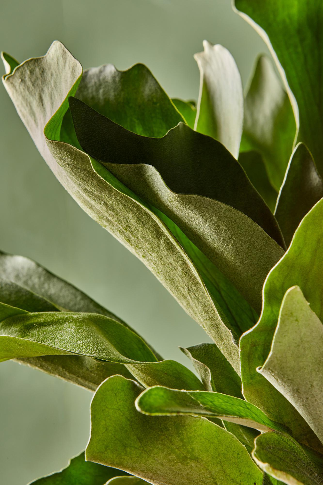 Staghorn Fern