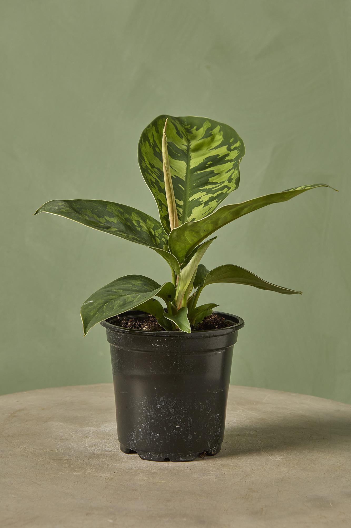 Homalomena 'Camouflage'