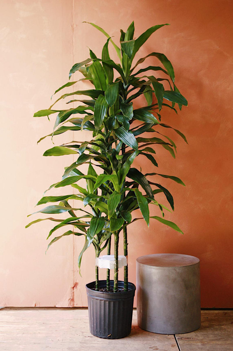 janet craig dracaena brown tips Dracaena 'Janet Craig'