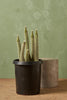 Old Man Cactus