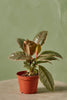Ruby Red Rubber Plant
