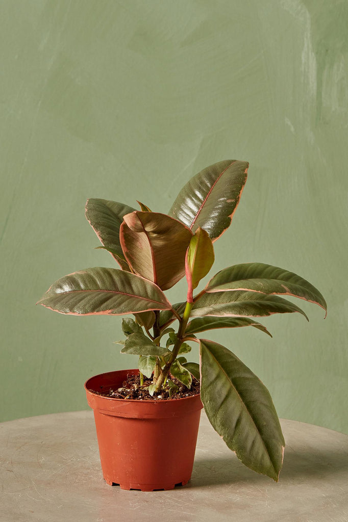Ruby Red Rubber Plant