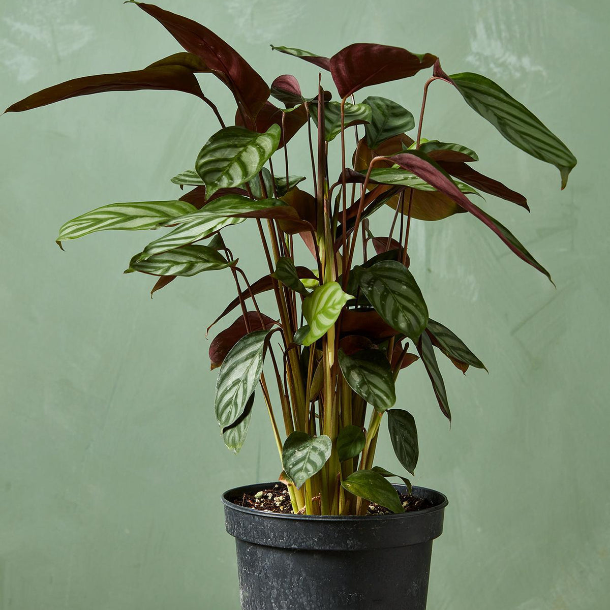 Ctetanthe 'Grey Star'